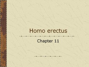 Homo erectus