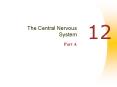The Central Nervous System PowerPoint PPT Presentation