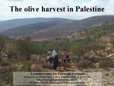 The olive harvest in Palestine
