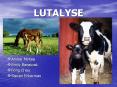 LUTALYSE PowerPoint PPT Presentation
