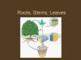 Roots, Stems, Leaves PowerPoint PPT Presentation