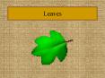 Leaves PowerPoint PPT Presentation