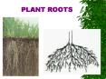PLANT ROOTS PowerPoint PPT Presentation