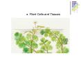 Plant Cells and Tissues PowerPoint PPT Presentation