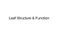 Leaf Structure PowerPoint PPT Presentation