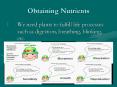 Obtaining Nutrients PowerPoint PPT Presentation