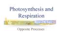 Photosynthesis and Respiration PowerPoint PPT Presentation