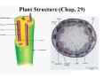 Plant Structure Chap. 29 PowerPoint PPT Presentation