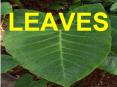 LEAVES PowerPoint PPT Presentation