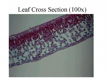 Leaf Cross Section 100x