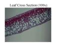 Leaf Cross Section 100x PowerPoint PPT Presentation