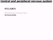 Central and peripheral nervous system