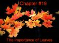 The Importance of Leaves PowerPoint PPT Presentation