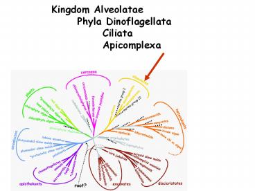 Kingdom Alveolatae