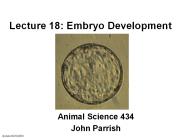 Lecture 18: Embryo Development