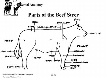 Parts of the Beef Steer