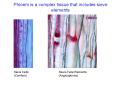 Phloem is a complex tissue that includes sieve elements PowerPoint PPT Presentation