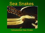 Sea Snakes