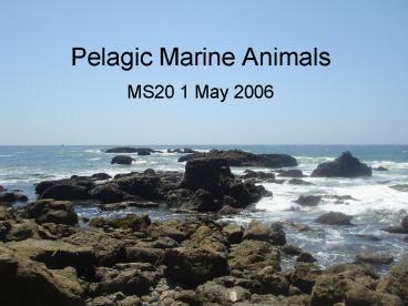 Pelagic Marine Animals