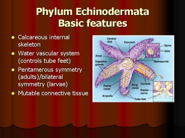 Phylum Echinodermata Basic features