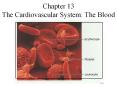 Chapter 13 The Cardiovascular System: The Blood PowerPoint PPT Presentation