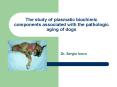 The study of plasmatic biochimic components associated with the pathologic aging of dogs PowerPoint PPT Presentation