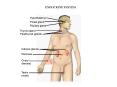 ENDOCRINE SYSTEM PowerPoint PPT Presentation
