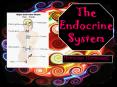 The Endocrine System PowerPoint PPT Presentation