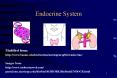 Endocrine System PowerPoint PPT Presentation