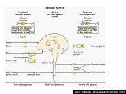 Basic Histology, Junqueira and Carneiro, 2003
