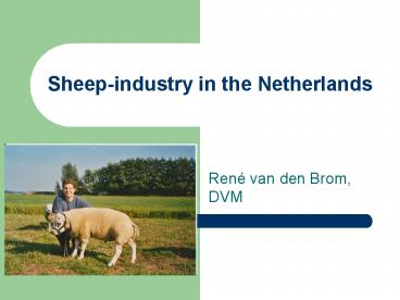 Sheepindustry in the Netherlands