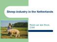 Sheepindustry in the Netherlands PowerPoint PPT Presentation