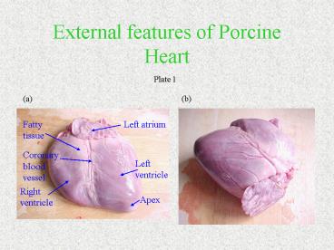 External features of Porcine Heart