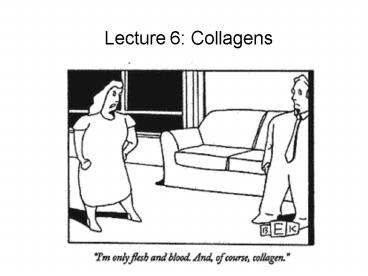 Lecture 6: Collagens