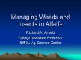 Managing Weeds and Insects in Alfalfa PowerPoint PPT Presentation