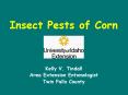 Insect Pests of Corn PowerPoint PPT Presentation
