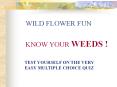 WILD FLOWER FUN PowerPoint PPT Presentation