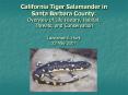 California Tiger Salamander in Santa Barbara County: Overview of Life History, Habitat, Threats, and PowerPoint PPT Presentation