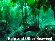 Kelp%20and%20Other%20Seaweed