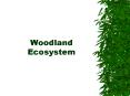 Woodland Ecosystem PowerPoint PPT Presentation