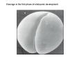 Cleavage is the first phase of embryonic development PowerPoint PPT Presentation