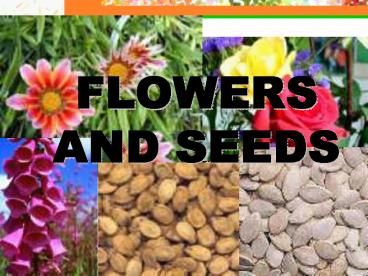 Flowers and Seeds