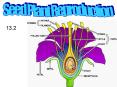 Seed Plant Reproduction PowerPoint PPT Presentation