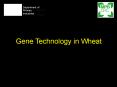 Gene Technology in Wheat PowerPoint PPT Presentation