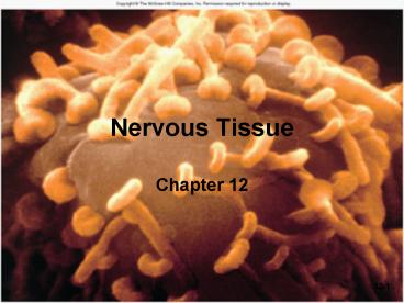 Nervous Tissue
