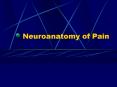 Neuroanatomy of Pain PowerPoint PPT Presentation