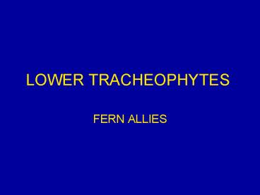 LOWER TRACHEOPHYTES
