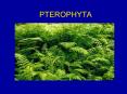 PTEROPHYTA PowerPoint PPT Presentation