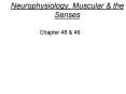 Neurophysiology, Muscular PowerPoint PPT Presentation