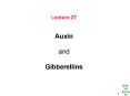 Lecture 27 Auxin and Gibberellins PowerPoint PPT Presentation
